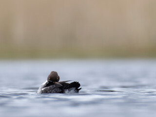 Small duck swimming