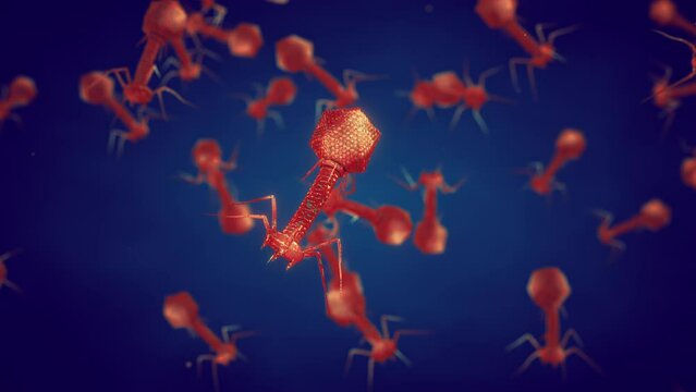 Bacteriophages or phages are viruses that infect and replicate only in bacteria. Phage therapy treatment of antibiotic resistant bacterial infections
