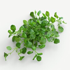 3D Watercress vegetables on white background 