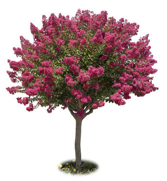 Lagerstroemia en fleurs