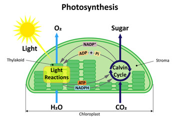 Photosynthesis in a plant. Diagram.