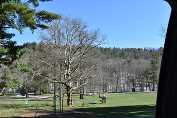 trees in the park