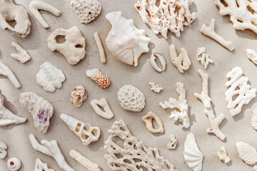 Assorted natural Seashells and corals at sunlight, summer nature still life from shell and coral...