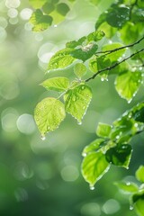 Fototapeta na wymiar Refreshing Green Leaves With Water Drops