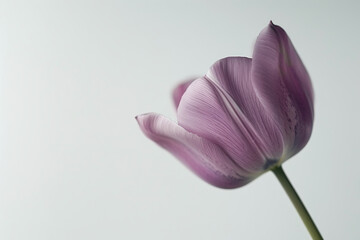 Close-up of a lilac tulip bud on a white background