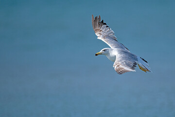 Seagull flying over the lake. Yellow-legged Gull, Larus michahellis.