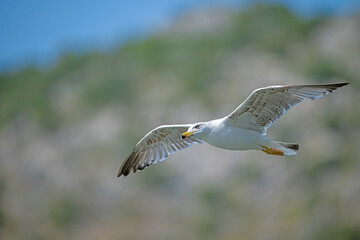 Seagull flying over the lake. Yellow-legged Gull, Larus michahellis.