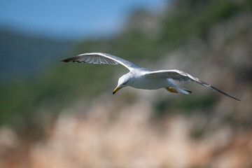 Seagull flying over the lake. Yellow-legged Gull, Larus michahellis.