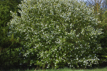 Fototapeta na wymiar Prächtige weiß blühende Büsche im Park und Garten
