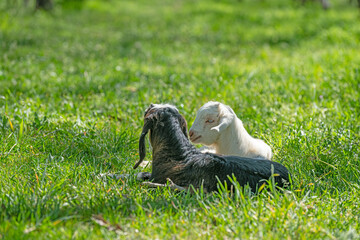 Two baby goats resting in the meadow.