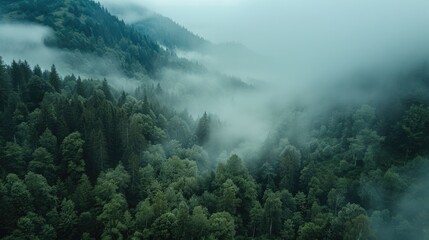 A misty view of a forest. Perfect for nature-themed designs - obrazy, fototapety, plakaty