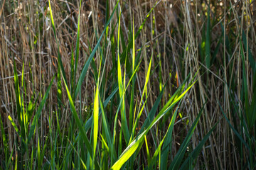 Delta del Llobregat in Barcelona, Spain, on a sunny day, blue sky, green grass, field, plants and...