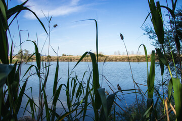 Delta del Llobregat in Barcelona, Spain, on a sunny day, blue sky, green grass, field, plants and...