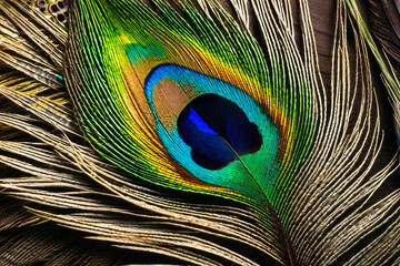 Texture of a peacock feather from the tail of an exotic bird. The background is a close-up of a multicolored iridescent eye of a feather animal. 