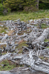 A field of dead trees with a few large ones