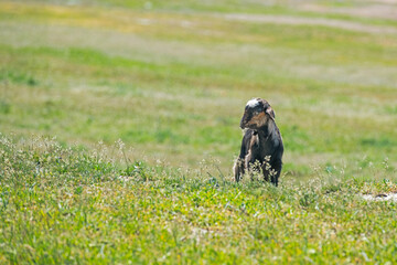 Black goat kid on green meadow. Lake Burdur, Turkey.