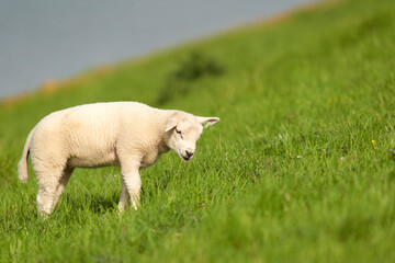 Obraz premium Sheep on the water at Easter. Netherlands, Zeeland, Oosterschelde.
