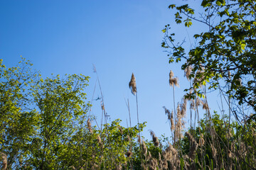 Delta del Llobregat in Barcelona, Spain, on a sunny day, blue sky, green grass, field, plants and birds,vegetation around the delta,earth day