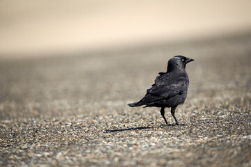 Black crow on gray asphalt. Shorebird. Shallow depth of field. Rear view.