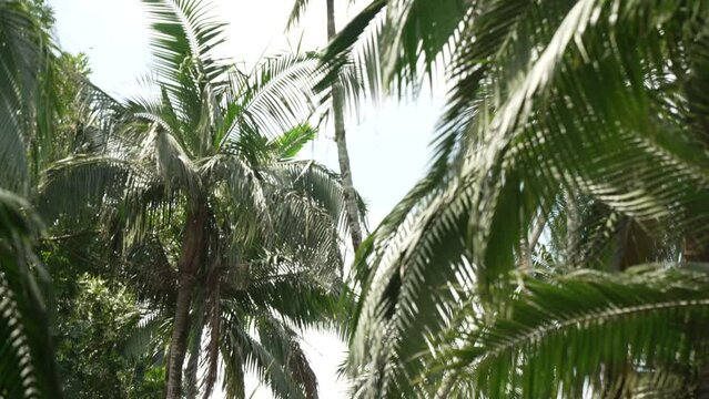 View of flora in Sir Seewoosagur Ramgoolam Botanical Garden, Pamplemousses District, Mauritius, Indian Ocean, Africa