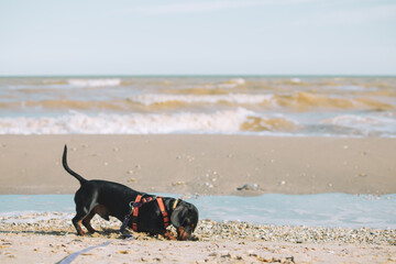 A dachshund dog digs holes on the seashore