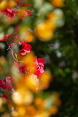 Les bougainvilliers