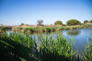 Delta del Llobregat in Barcelona, Spain, on a sunny day, blue sky, green grass, field, plants and birds,vegetation around the delta,earth day