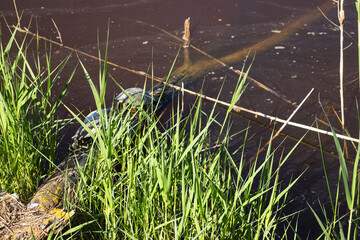 Delta del Llobregat in Barcelona, Spain, on a sunny day, blue sky, green grass, field, plants and birds,vegetation around the delta,earth day