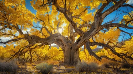 Utah's Majestic Cottonwood Tree in Stunning Autumn Colors. Southwest Desert Landscape with Yellow - obrazy, fototapety, plakaty
