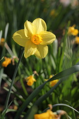 Fototapeta premium daffodils in spring