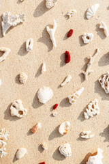 Seashells and coral on Beach Sand at sunlight, outdoor nature pattern from variety of shells and red and white coral pieces scattered on light beige sandy sea shore, minimal style environment
