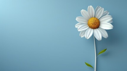White flower with yellow center on blue background