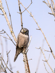 Northern Hawk Owl on tree branch against blue sky