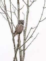 Northern Hawk Owl on tree branch against white sky