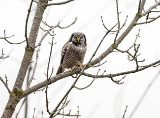 Northern Hawk Owl on tree branch against white sky
