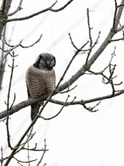 Northern Hawk Owl on tree branch against white sky