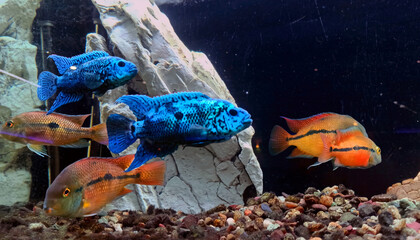 Cichlasoma Blue Jack Dempsey. Freshwater ray-finned fish from the Cichlid family. Trichromis...