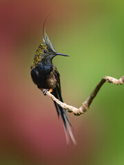 Fototapeta premium Wire-crested Thorntail on stick against blur red and green background