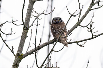 Northern Hawk Owl on tree branch against white sky
