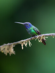 Golden-tailed Sapphire Hummingbird on mossy branch on green background