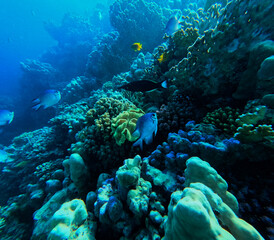 Coral reef with tropical fish and marine life in the Red Sea