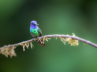 Golden-tailed Sapphire Hummingbird on mossy branch on green background
