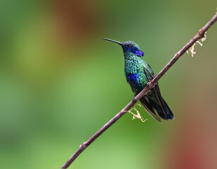 Fototapeta premium Sparkling Violetear Hummingbird in flight on green background