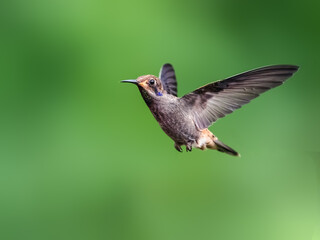 Fototapeta premium Brown Violetear Hummingbird in flight on green background