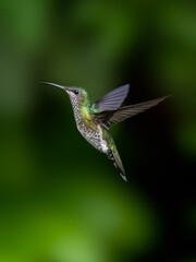 Many-spotted Hummingbird in flight on green background