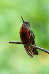 Chestnut-breasted Coronet Hummingbird on branch against  green background