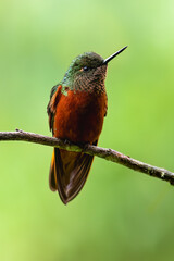 Chestnut-breasted Coronet Hummingbird on branch against  green background