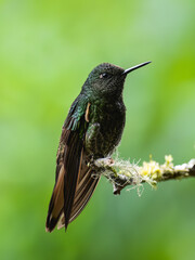 Buff-tailed Coronet Hummingbird on branch against  green background