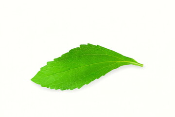 fresh green Stevia rebaudiana herb leaves for health,food related concept,white background