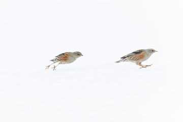 Alpine accentors (Prunella collaris) chasing each other in snow.